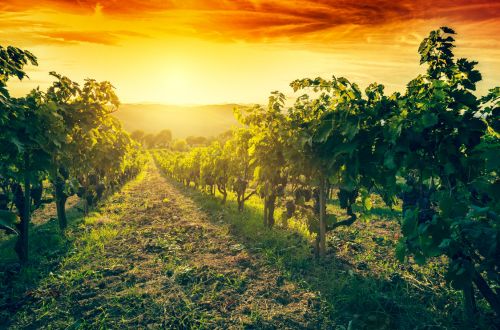 Facts About Washington State Wines Nature's Spotlight