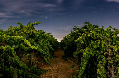 Facts About Washington State Wines The Swing of Seasons