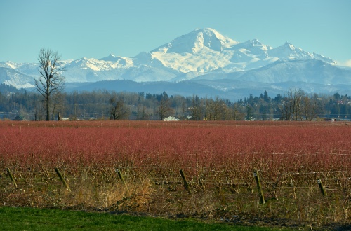Mount Baker Vineyards Washington State Wines Silvara Cellars
