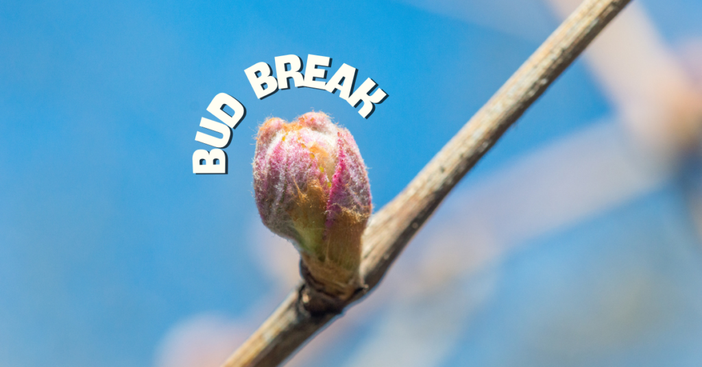 Bud Break: A Spectacular Start to the Growing Season