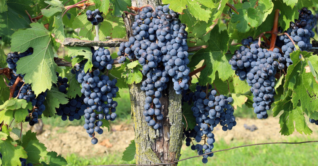 Merlot Grapes to make Bordeaux-Style Wine at Silvara Cellars